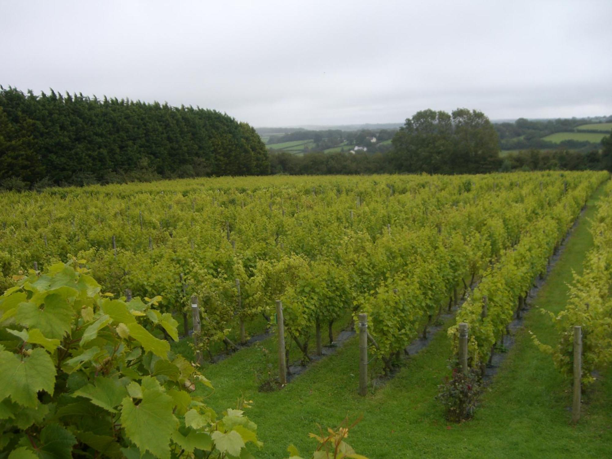 Glyndwr Vineyard Hotell Cowbridge Eksteriør bilde